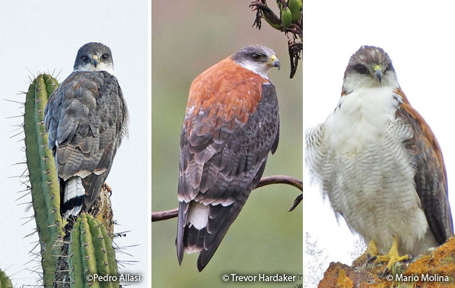 Tanzania Helicopris pirmal 51mm Heliocopris bucephalus-Pair