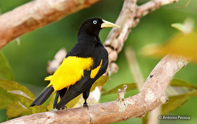 Yellowrumped Cacique (Cacicus cela) Peru Aves
