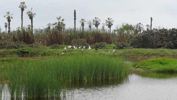 fresh and brackish water bird habitat peru