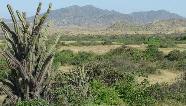coastal-scrub bird habitat