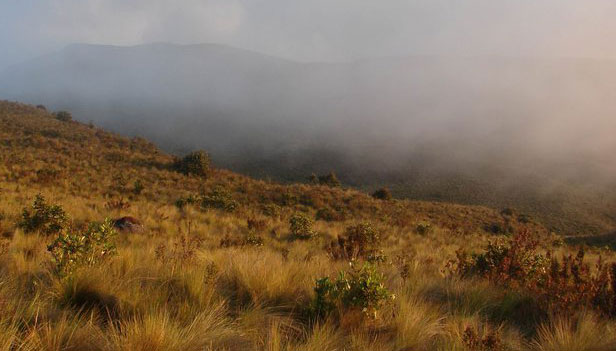 paramo grassland bird habitat