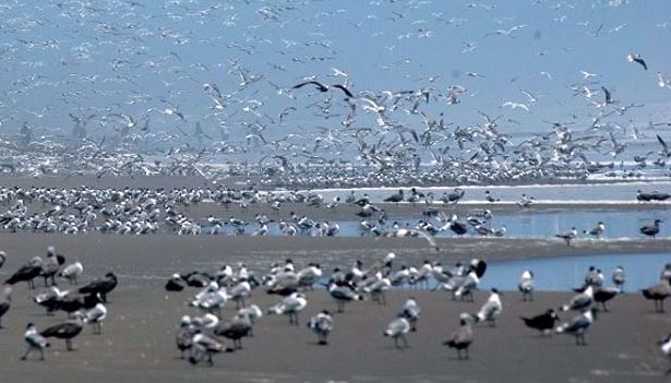 sandy beaches bird habitat
