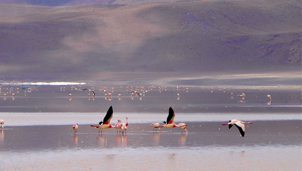 alkaline lake - bird habitat Peru