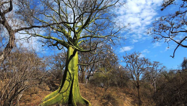 decidous forest habitat Peru birds