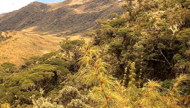 elfin forest bird habitat Peru