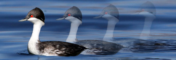 endangered birds Peru