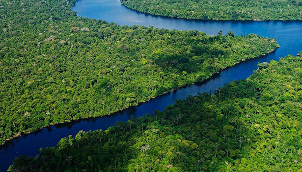 lowland evergreen tropical rainforest bird of peru