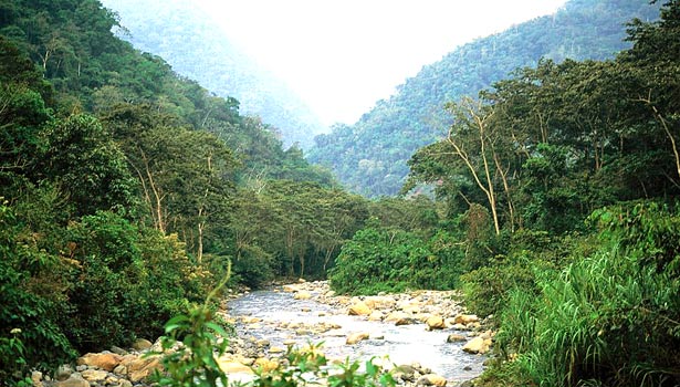 montane forest bird habitat Peru