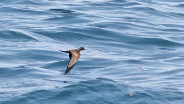 Peru Pelagic birding_birds