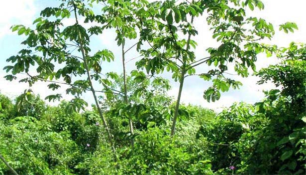 second growth bird habitat