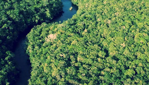 treefall gaps_bird habitat Peru