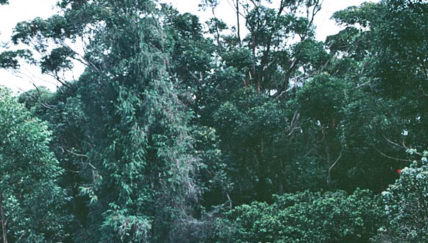 vines-bird habitat_peru