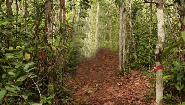 white sand forest bird habitat