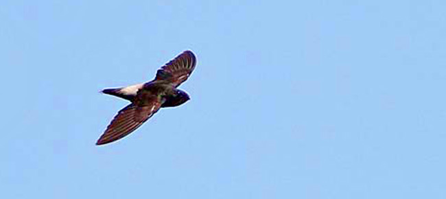 Family Apodidae - pale-rumped swift