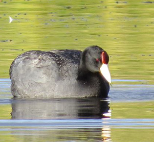 Family Rallidae - Andean Coot