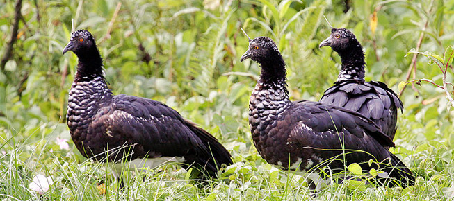 family anhimidae - horned screamer