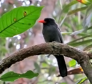 Family Bucconidae - black-fronted nunbird