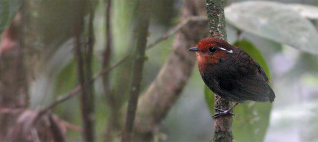 Family Conopophagidae - chestnut-crowned gnateater