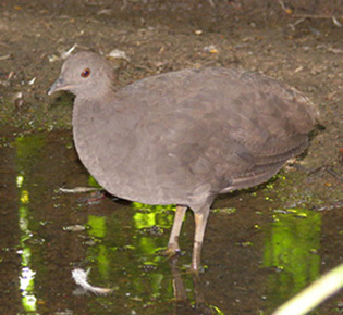 family tinamidae - cinereus tinamou