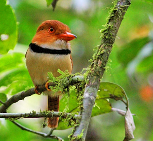 Family Bucconidae - collared puffbird