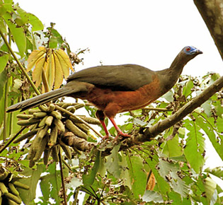 family cracidae