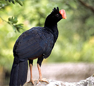 family cracidae
