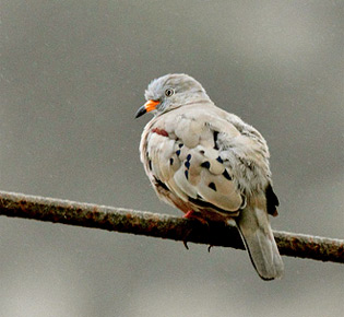 Family Columbide croacking ground dove