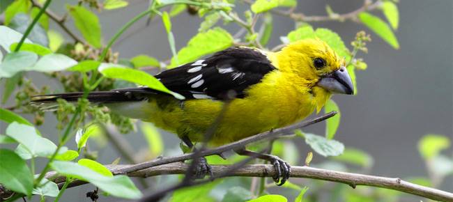 Family Cardinalidae