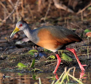 Family Rallidae - Gray-necked woodrail