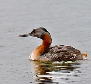 family podicepidae