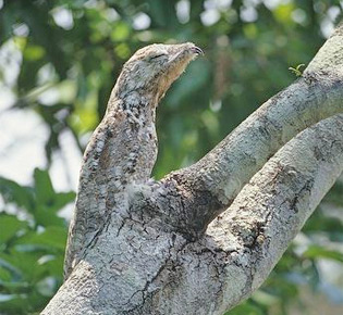Family Nyctibiidae - great potoo