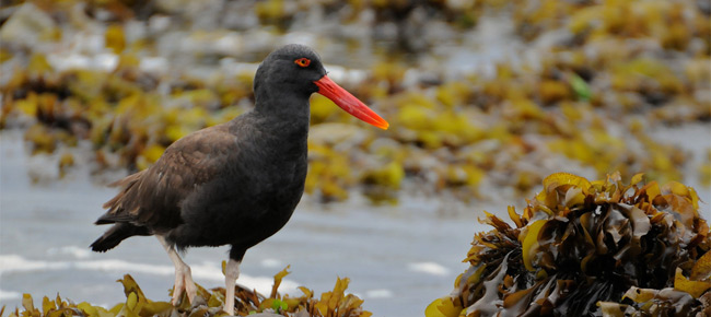 Family Haematopodidae