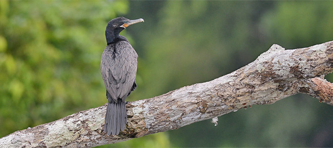 Family Phalacrocoracidae - neotropic cormorant