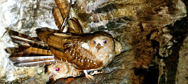 Family Steatornithidae - oilbird