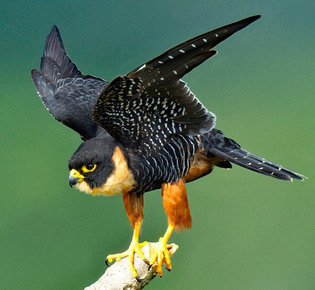 family falconidae - orange-breasted falcon