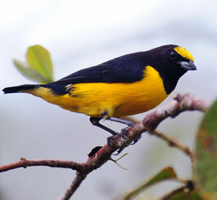 Family Fringillidae
