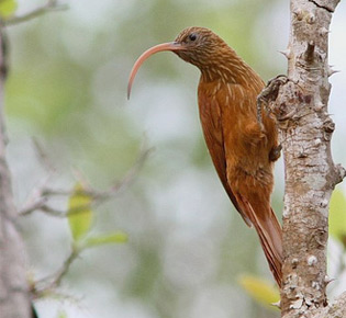 Family Furnariidae - red-belled scythebill