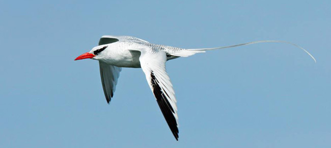 red-billed-tropicbird