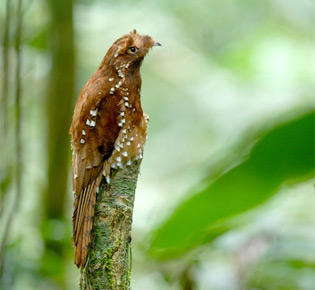 Family Nyctibiidae - rufous potoo
