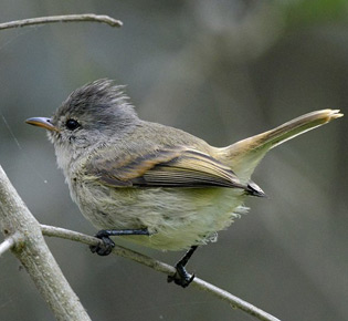 Family Tyrannidae - southern beardless tyrannulet