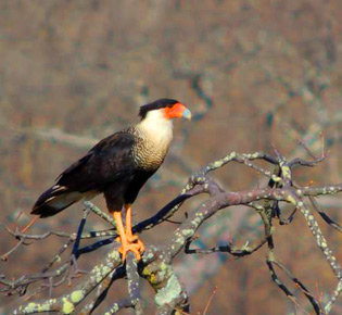 Family Falconidae - southern caracara