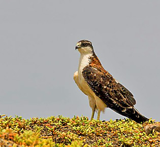 family accipitridae variable hawk