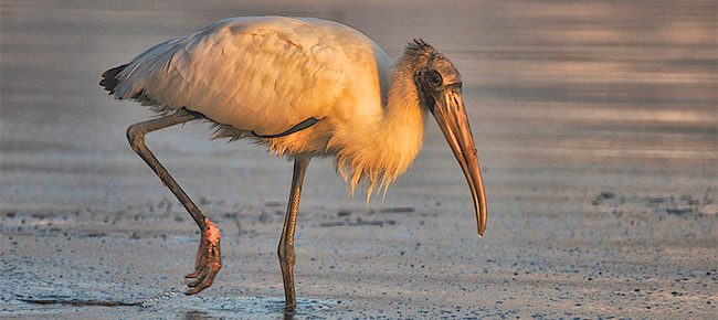 family ciconiidae