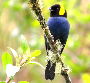 Family Thraupidae