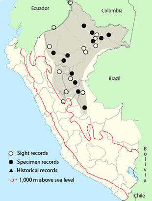 Oriole Blackbird (Gymnomystax mexicanus)