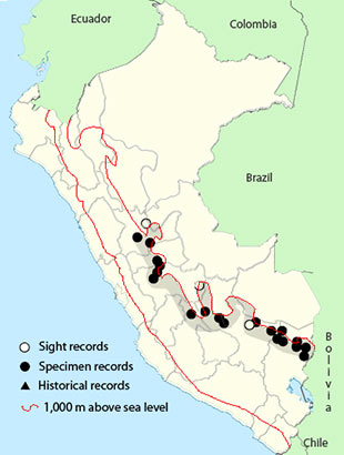 Dusky-green Oropendola - Psarocolius atrovirens