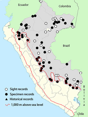 Russet-backed Oropendola