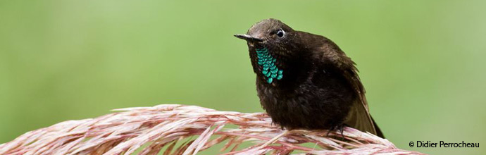 Endemic birds of Peru