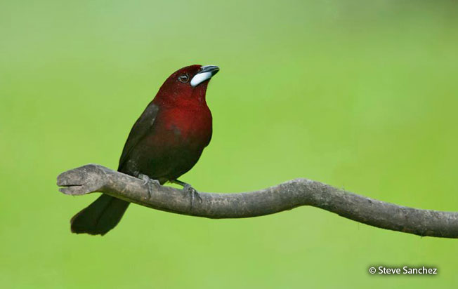 silver-beaked_tanager