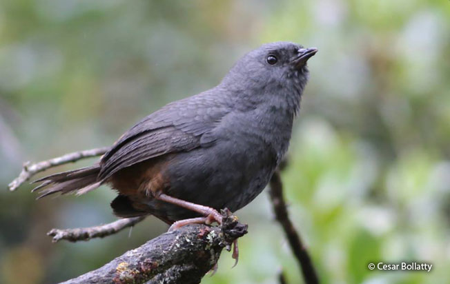 bird